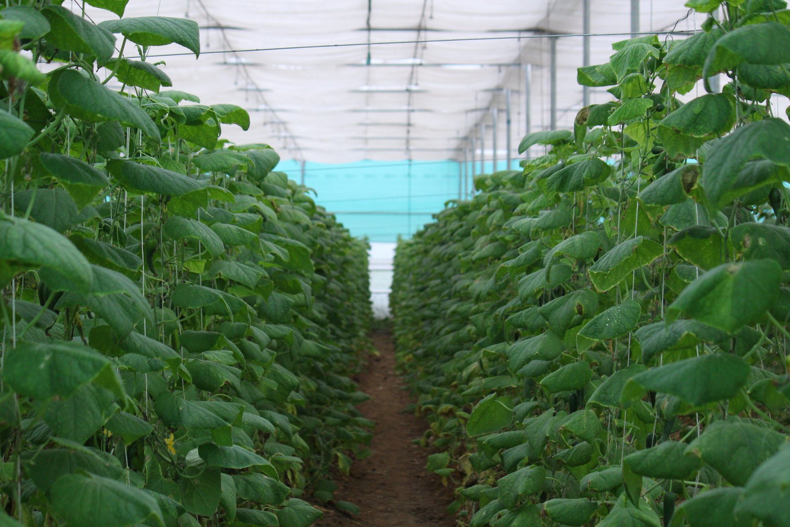 Agro Tourism