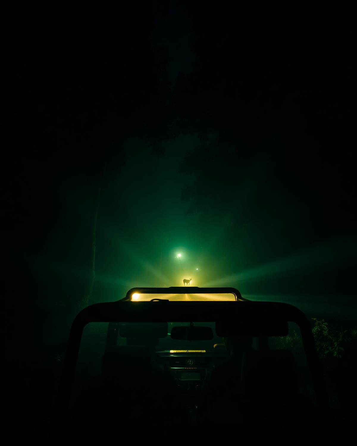 Night Safari